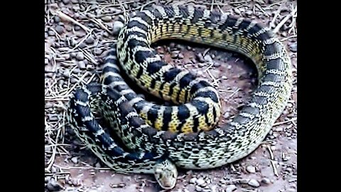 Large hissing bull snake