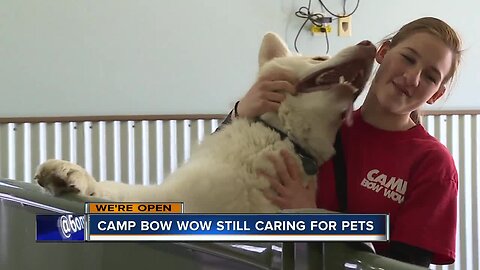 Camp Bow Wow open to take care of essential workers dogs