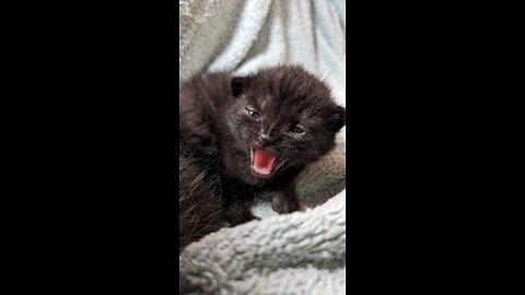 BABY KITTENS CUDDLING!