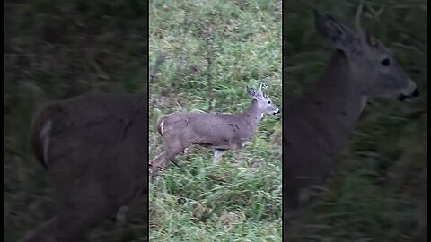 Young muddy marsh bucks looking for love. #shorts #hunting #outdoors #wisconsin #november #deer