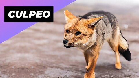 Culpeo 🦊 A Wild Dog You Didn't Know Existed #shorts