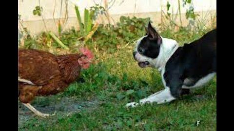 CHICKE VS DOG!!!!FUNNY VIDEOS!!!!!HAHAHAHAHAHAH!!!