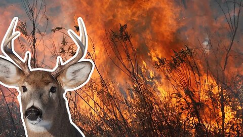 How does control burns effect deer hunting?