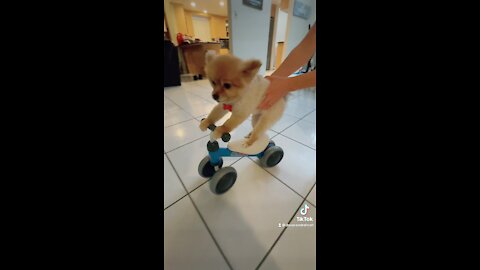 Baby and Pomeranian Love Riding on the Mini Bicycle!