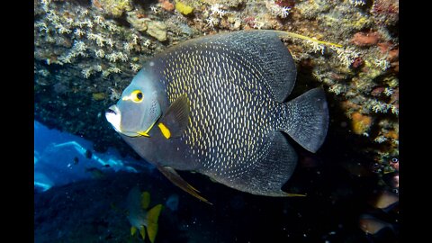 Scuba Diving in the British Virgin Islands; what you may see! (Volume 2 of 2)