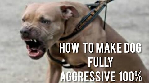 How To Make Dog Become Fully Aggressive With Few Simple tricks best plans