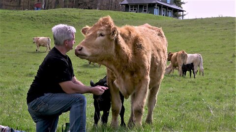 Farmhand Brings Cow Her Favorite Treat After She Delivers New Baby