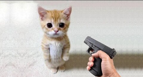 Funny cat vs Gun Animals - Funny playing dead on finger shot Compilation || Animal Gags