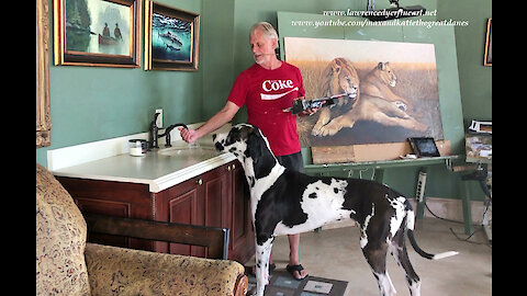 Funny Great Dane Learns to Drink From The Sink