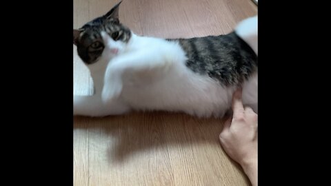 What happens when cat gets its belly poked