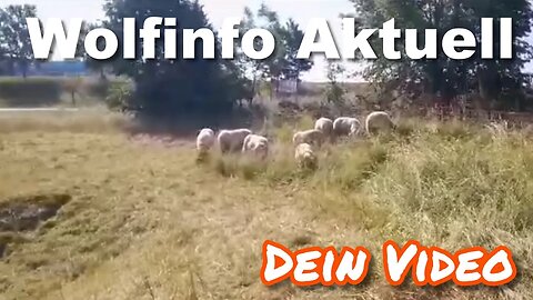 Dein Video auf Wolfinfo Aktuell 6 ( Sachsen )