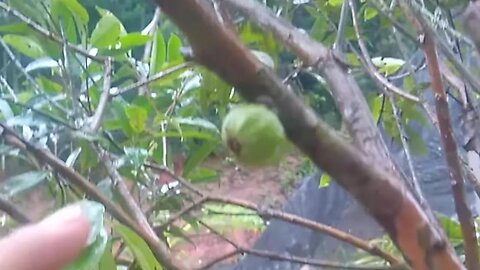 Cambucá (plinia edulis)🇧🇷 produzindo em vaso em Niterói RJ Brasil 🇧🇷