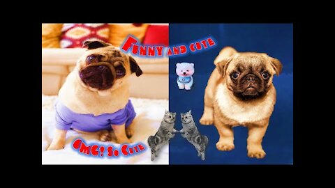 Adorable Eye-catching Funny And Cute Pet Videos _ Try not to laugh Challenge #4