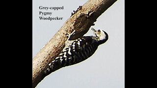 Grey-capped Pygmy Woodpecker bird video