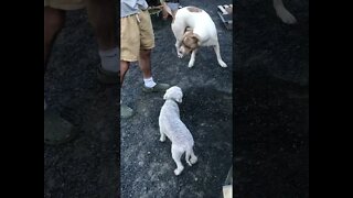 Small dog chases off large pit bull type dog!