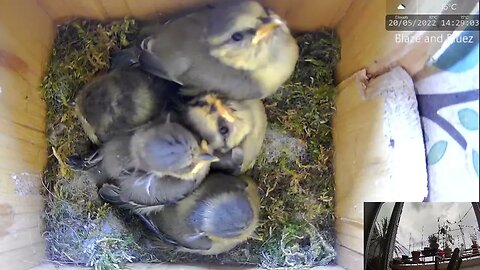 Blue Tit Chick Learns To Close Its Mouth While Eating