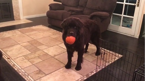 Newfoundland puppy steals little girl's pumpkin