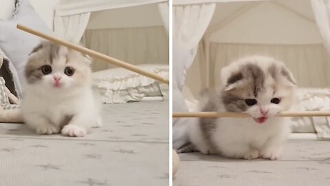 Cute Baby Cat Playing with Stick