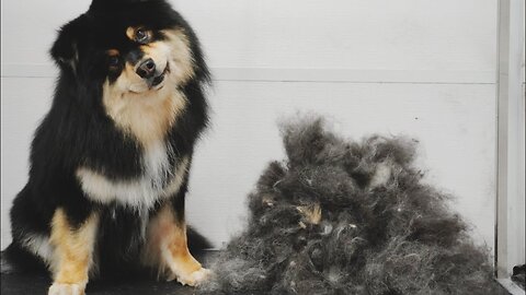 SO SATISFYING | Major de-shed on Finnish Lapphund