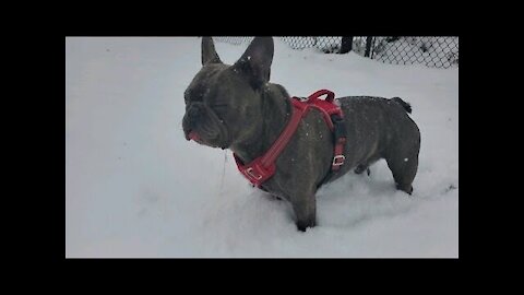 Frenchie loves running around in the snow