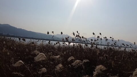 Deeply explore the reed forest.