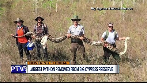 17-foot python is largest ever removed from Florida's Big Cypress National Preserve