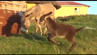 Happy Baby Donkey Is Hyped To Be With Its Mother