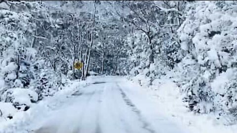 Impressionante: floresta coberta de neve na Tasmânia