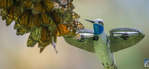 Robot spy hummingbird films half a billion monarch butterflies