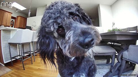 Dog Has Adorable Response To Owner's Voice On Ring Camera