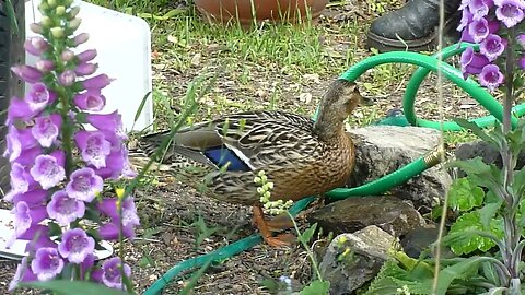 Beautiful Female Mallard