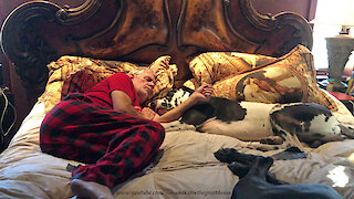 Snoring Great Danes Enjoy A Cuddle And A Nap With Their Dad