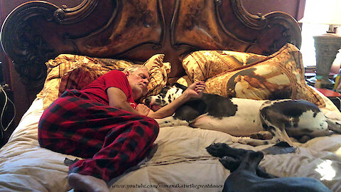 Snoring Great Danes Enjoy A Cuddle And A Nap With Their Dad