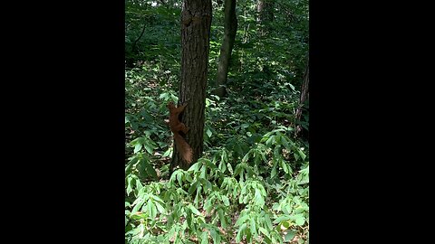 Squirrel in Polish park in Łódź (lasek widzewski)