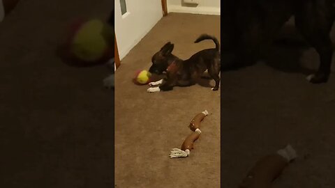 Puppy Dog Betty Girl Playing With Her Ball. #trending #shorts #chihuahua #teacuppuppy #puppylove