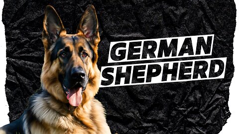 German Shepherd