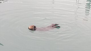 Cette loutre nage dans le bonheur!