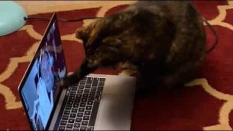 Pharmacist has emotional Skype call with her cat