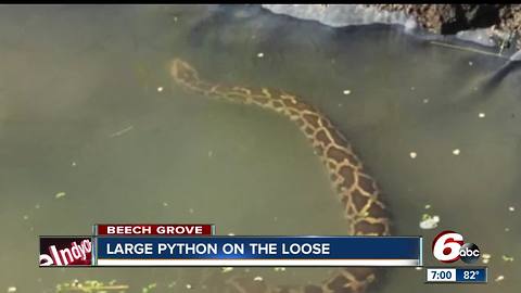 14-foot Burmese python escapes from owner in Beech Grove