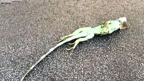 Iguanas freezing, falling out of trees in Florida