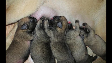 The puppies that are born only 1 month old are just learning to walk