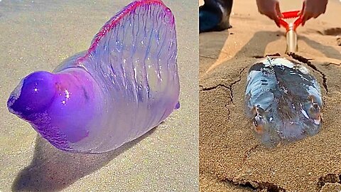 ASMR Hunting Sea Animals Around the Beach