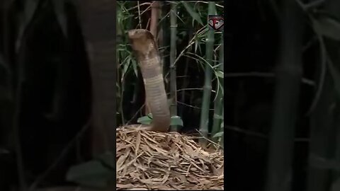 The King Cobra Facts #shorts #interestingfacts #animals #cobra