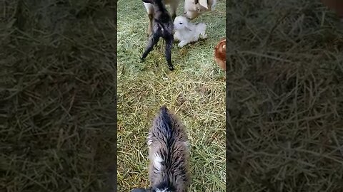 Goat Babies!! Triplets! #goatbabies #homesteading #homesteadlife #farm #farmlife #babies