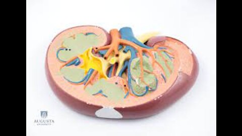 Treating Kidney Failure Through Diet