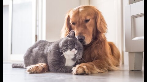 #dogandcat #funnydogandcat #cutedogandcat Cat protects dog, dog protects cat🐈❤️🐕❤️ friendship