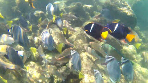 Galapagos School of Surgeonfish #Shorts