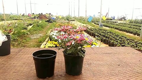 Growing techniques of Chrysanthemums