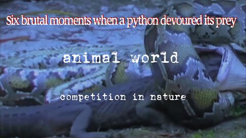 Six cruel moments of python devouring prey