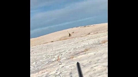 Colorado Pheasant Hunt in the Snow 23is2